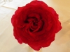 Bradman Rose