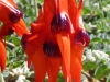 SturtsDesertPea, Birdsville