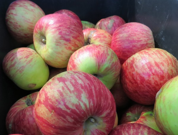 Loriendale Orchard: Apples That Taste As Apples Should