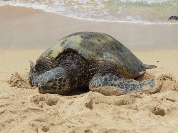 Green Sea Turtles Basking in the Sun on a Hawaiian Beach