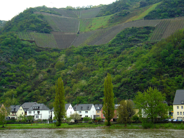 Vineyards on the Rhine River