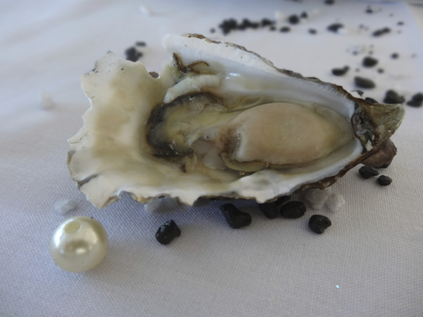 Welcome to Australia’s Oyster Coast