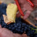 Ferngrove Wines Western Australia