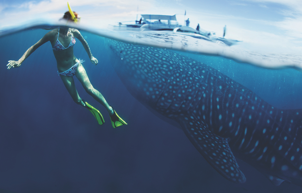 3 Whaleshark Utila by Dudarev Mikhail SS from Ultimate Wildlife Destinations