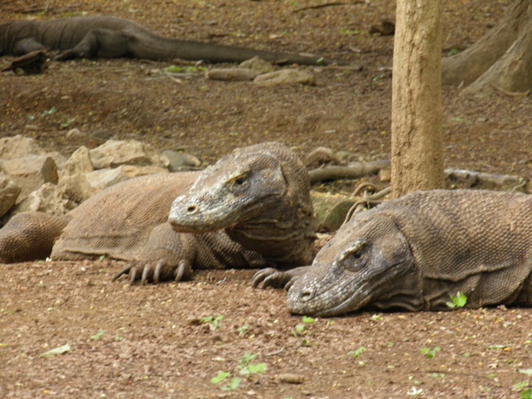 Zaandam, those lizards are big …