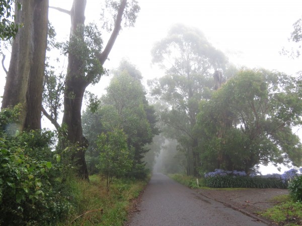 Morning Mist at Burrawang, NSW