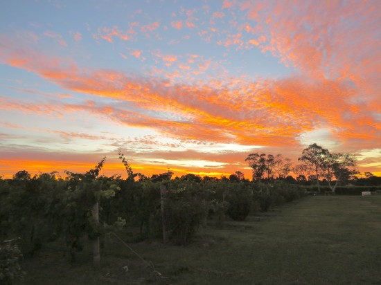 Sunset at Four Winds Vineyard