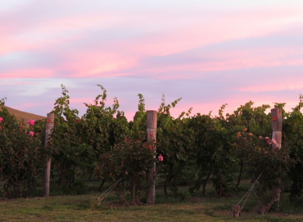 Bicycle Short Film Night at Four Winds Vineyard