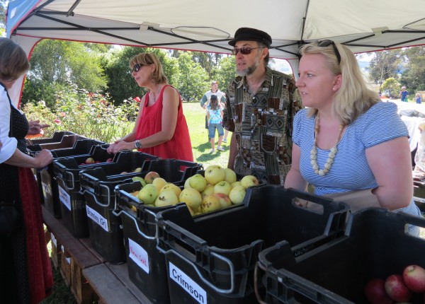 Apple Tasting 