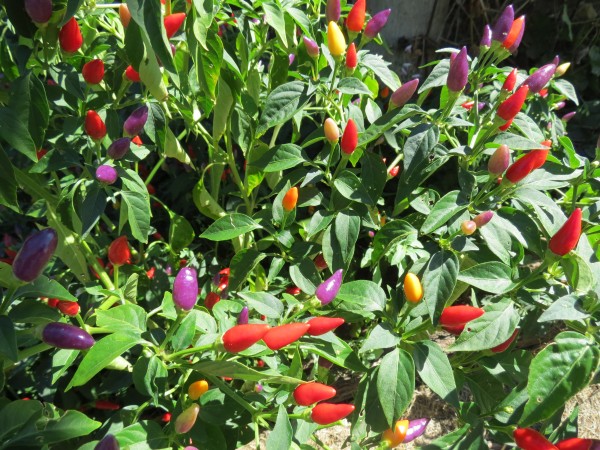 Chillies