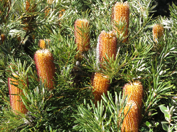 Banksia