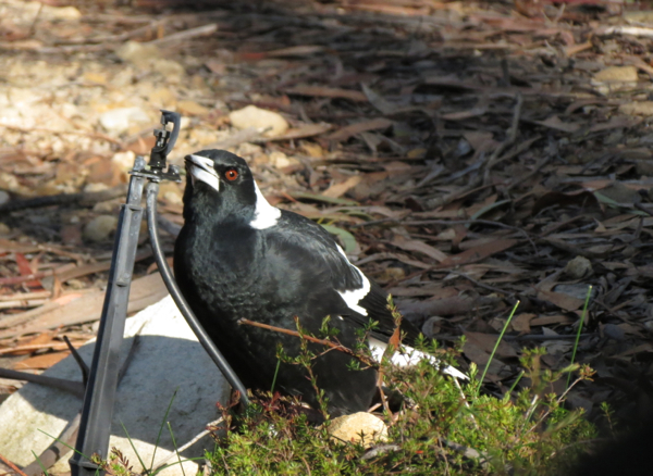 Magpie