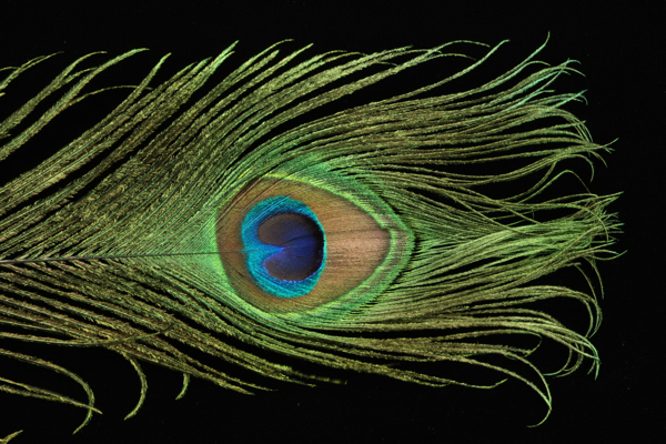 Peacock Feather Peacock Feather