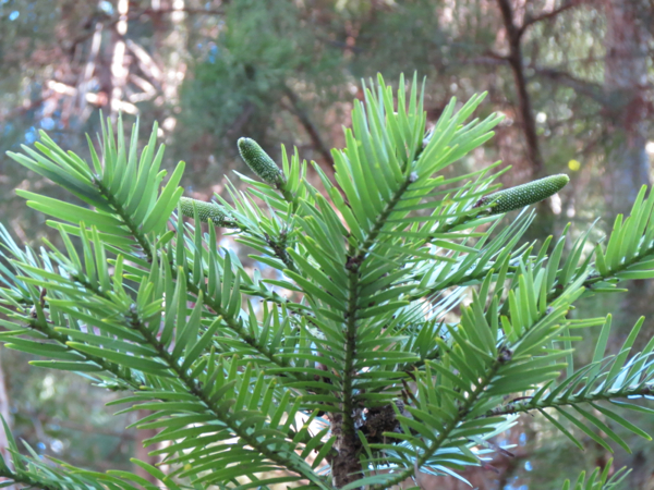 Wollemi Pine