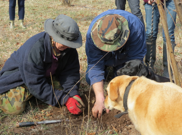 Digging