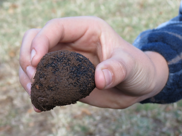 First Truffle