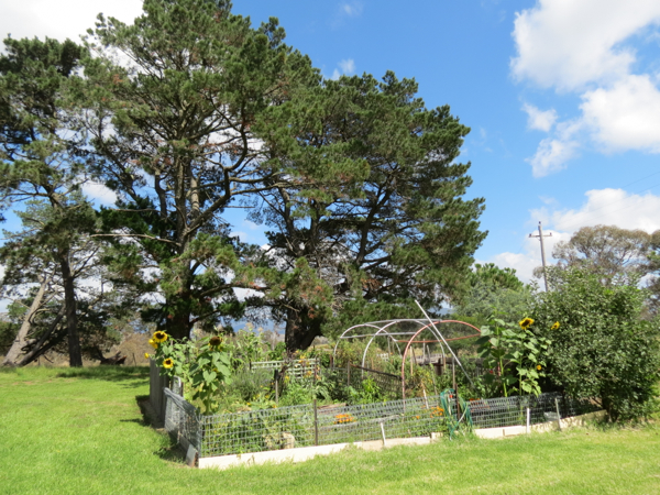 Kitchen Garden