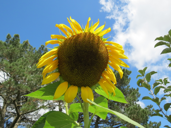 Sunflower