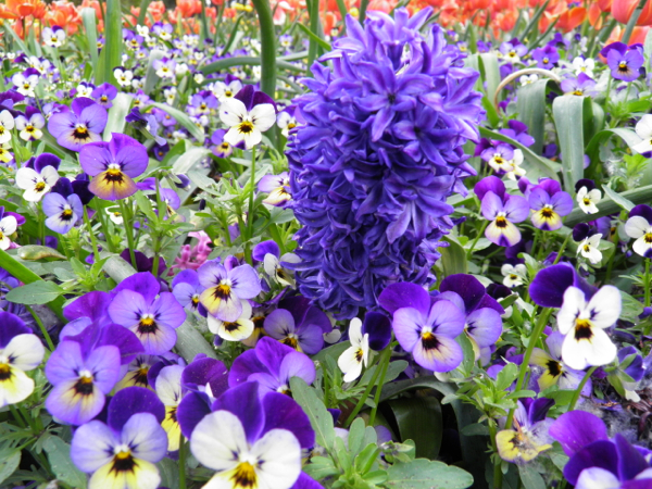 Pansies