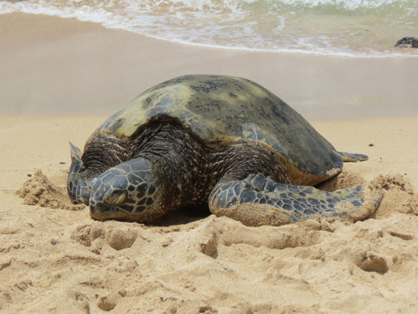 Green Sea Turtle on Laniakea Beach