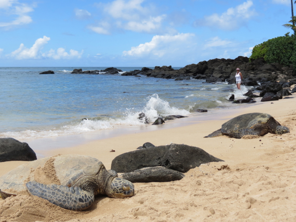 Turtles on Laniakea Beach