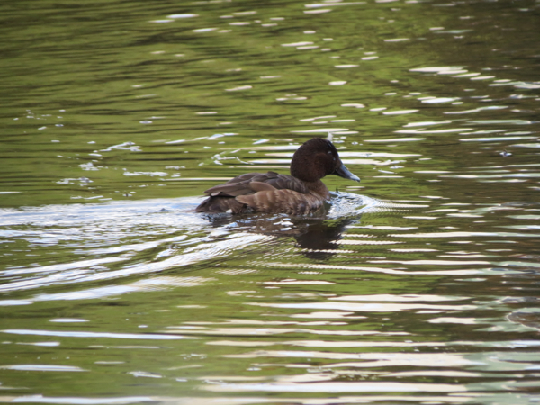 Duck Swimming in Bruce, ACT