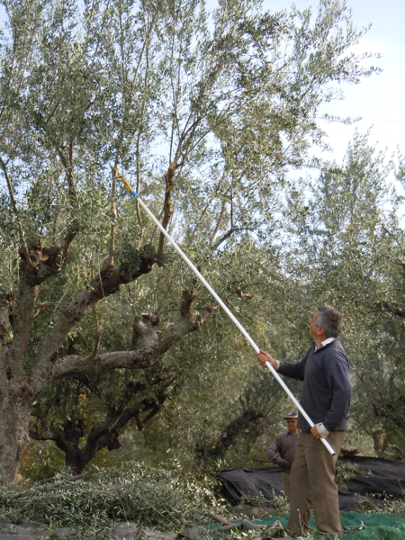 Harvesting the olives for Dionysus extra virgin olive oil