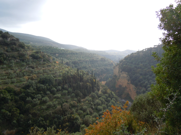 Dionysus olive oils produced in Kalamata, Greece