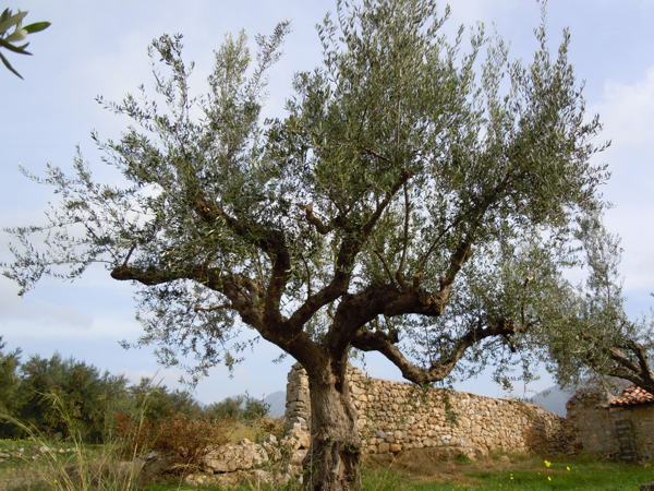 Dennis Gizas produces his Dionysus extra virgin olive oil from kalamata trees in Greece that average 350 to 400 years old.