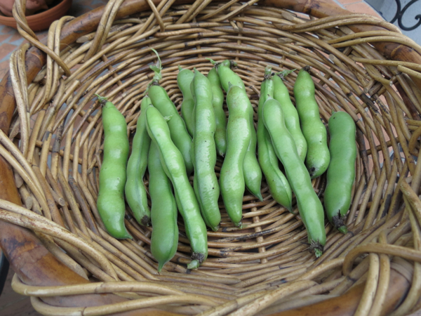 Broad Beans