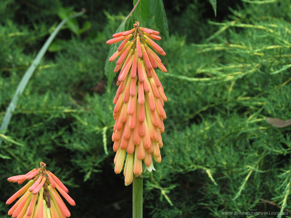 Pink Flowers