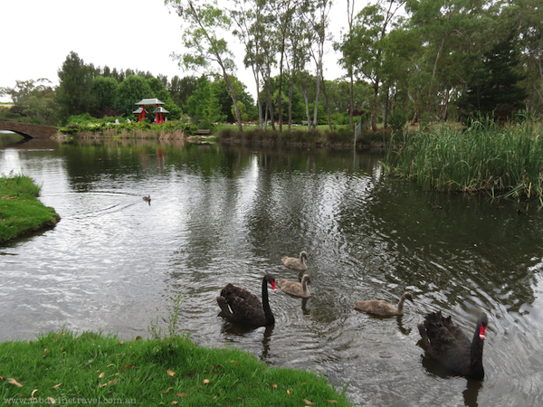 Black Swans