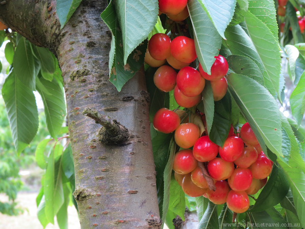 White Cherries