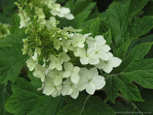 White Flowers