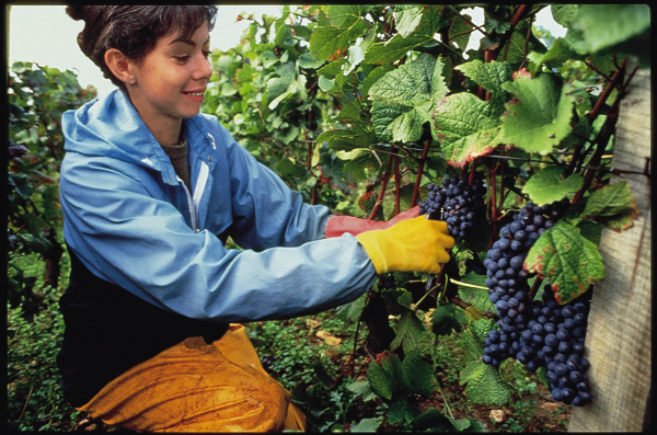 grape harvest