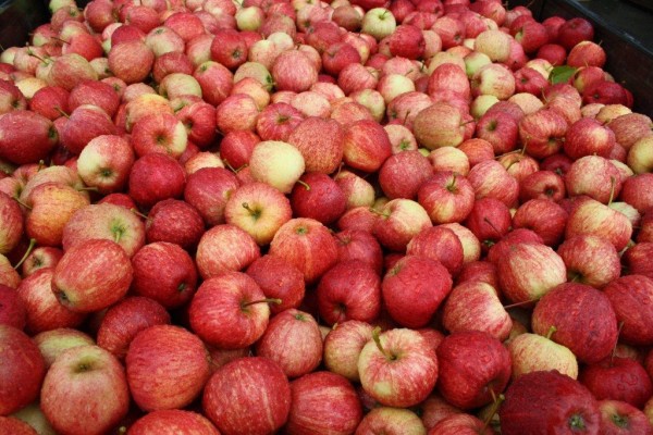 Tasmanian apples