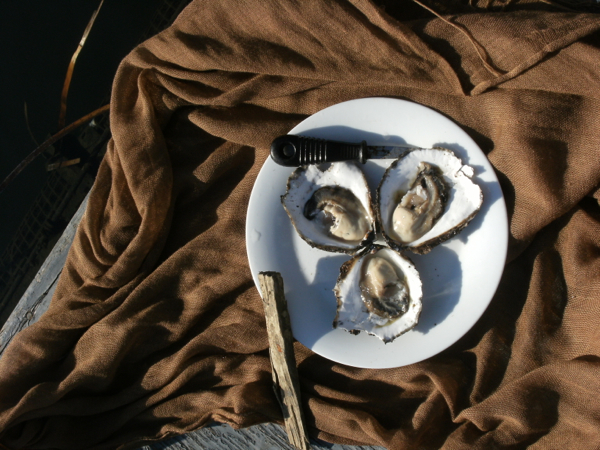 Narooma Oyster Festival