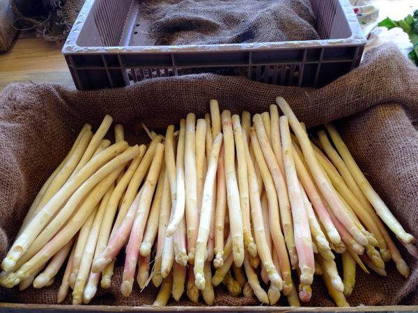 White asparagus at fresh food market at Conflans Ste Honorine on the Seine River in Paris