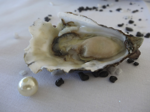 Oyster With Pearl, Australia's Oyster Coast