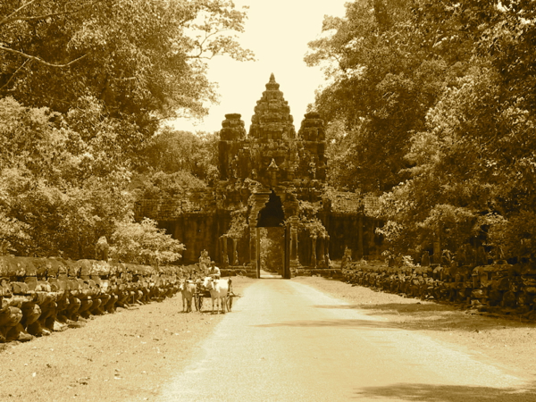 A snapshot in time: Buffalo cart near Angkor Wat, World Heritage-listed temple complex on the outskirts of Siem Reap.