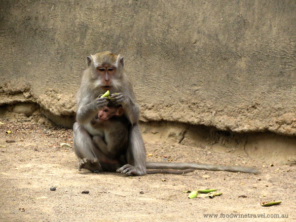Playful monkeys at Gunung Pengsong, a hilltop temple about 9 kilometres south of Mataram on the Indonesian island of Lombok