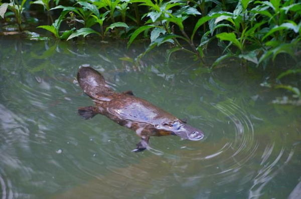 www.foodwinetravel.com.au Platypus. Steve Parish, Australia's most recognised wilderness photographer, will host a workshop in Tasmania’s pristine Tarkine region from August 18 to 23.