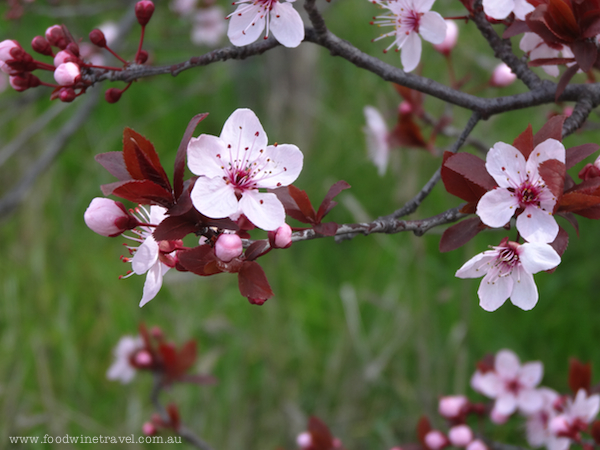 www.foodwinetravel.com.au Ballinaclash Orchard, Young NSW.