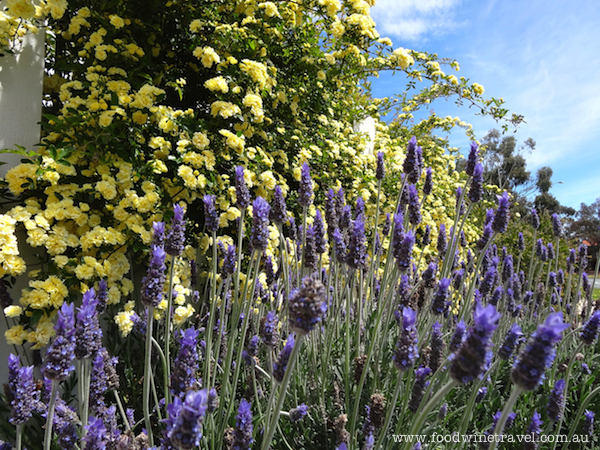 www.foodwinetravel.com.au Postcard of the Week: Canberra, Australia. Lavender and banksia rose.