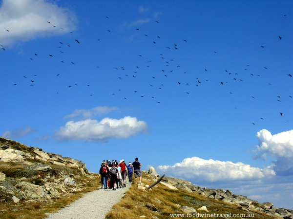 Australia Day walk to Kosciuszko