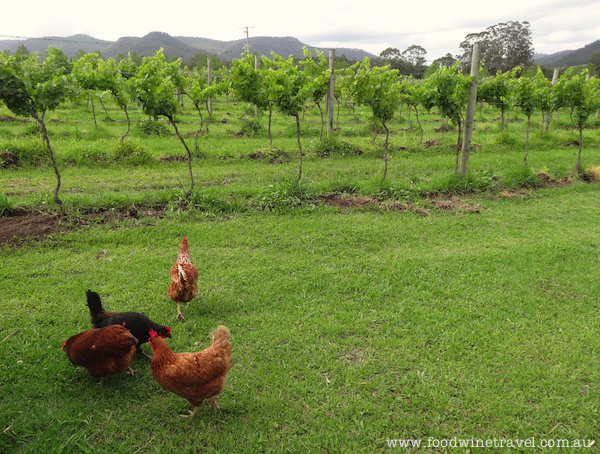 www.foodwinetravel.com.au Krinklewood Estate. Christine Salins reports on the Broke Fordwich wine region, the Hunter Valley's hidden gem.