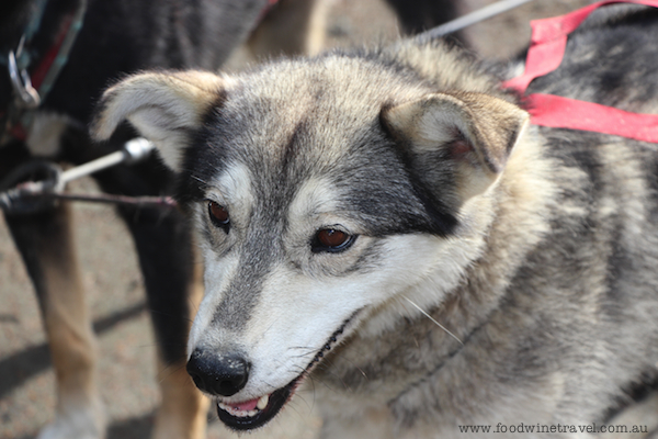 Husky, Musher's Camp, Inside Passage cruise on Celebrity Century to Alaska, Christine's top travel experiences for 2013, www.foodwinetravel.com.au