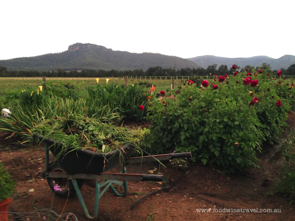 www.foodwinetravel.com.au Margan Wines. Christine Salins reports on the Broke Fordwich wine region, the Hunter Valley's hidden gem.