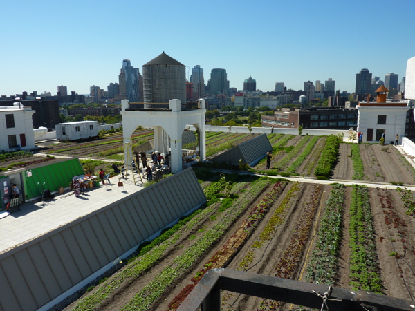 Brooklyn Grange Navy Yard Farm New York rooftop farm tour with Indira Naidoo www.foodwinetravel.com.au