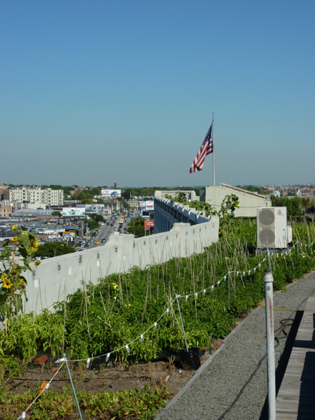 Brooklyn Grange Navy Yard Farm New York rooftop farm tour with Indira Naidoo www.foodwinetravel.com.au